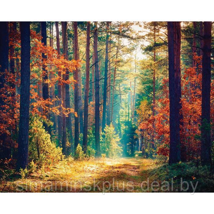 Фотобаннер, 250 × 200 см, с фотопечатью, люверсы шаг 1 м, «Осенний лес»