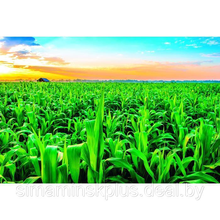 Фотобаннер, 250 × 200 см, с фотопечатью, люверсы шаг 1 м, «Кукуруза» - фото 1 - id-p198071303