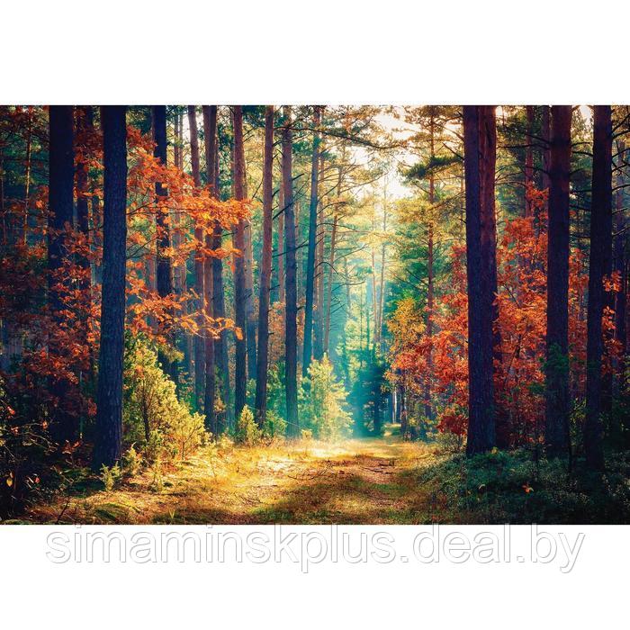 Фотобаннер, 300 × 200 см, с фотопечатью, люверсы шаг 1 м, «Осенний лес» - фото 1 - id-p198071337