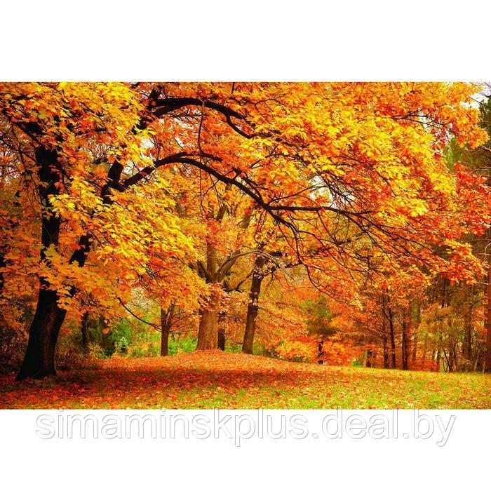 Фотобаннер, 300 × 200 см, с фотопечатью, люверсы шаг 1 м, «Осенний клён» - фото 1 - id-p198071405