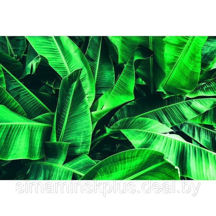 Фотобаннер, 300 × 200 см, с фотопечатью, люверсы шаг 1 м, «Большие листья» - фото 1 - id-p198071430