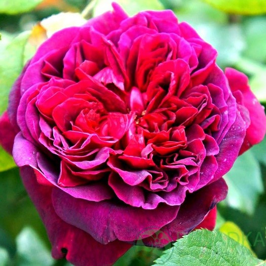 Роза английская "Вильям Шекспир", С3 - фото 1 - id-p198355216