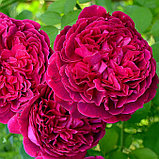 Роза английская "Вильям Шекспир", С3, фото 2