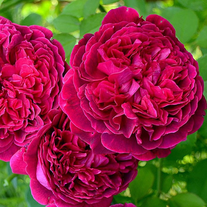 Роза английская "Вильям Шекспир", С3 - фото 2 - id-p198355216