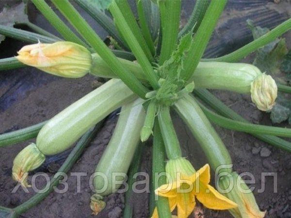 Семена кабачка "Кавили" F1 10шт Syngenta Seeds B.V Нидерланды - фото 3 - id-p198496650