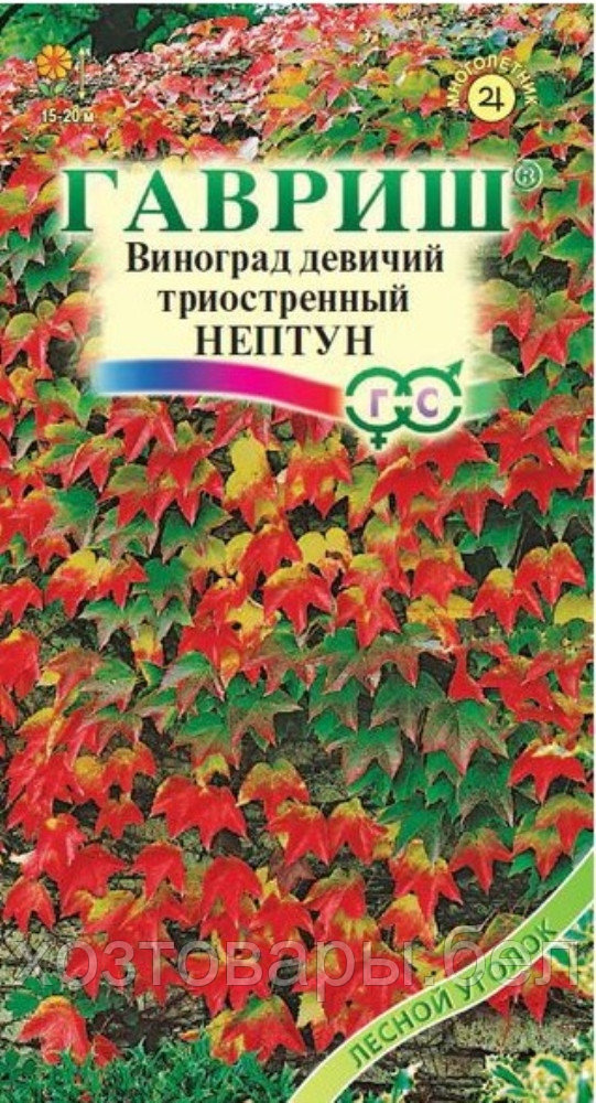 Виноград триостренный Нептун девичий 5шт Одн 20см (Гавриш)