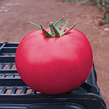 Томат "Пинк Кристал" F1 (5 шт), Франция, фото 3