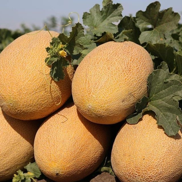 Дыня "Мазин" F1 , Франция, (5 шт)