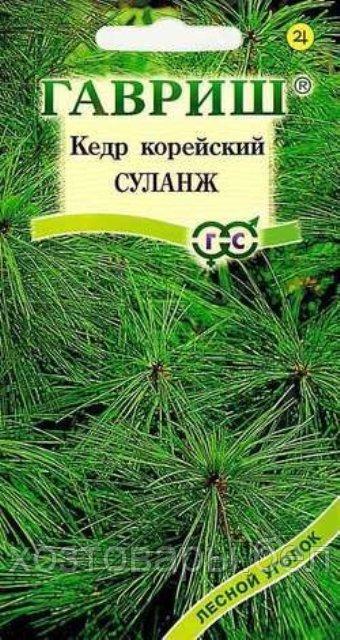 Кедр Суланж корейский 3шт 40см (Гавриш)