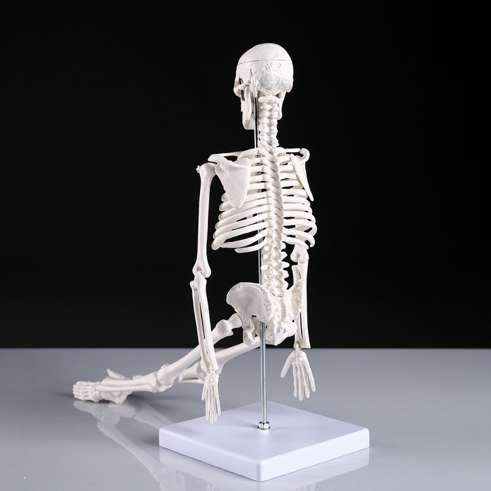 Макет "Скелет человека" 45см - фото 3 - id-p199134250
