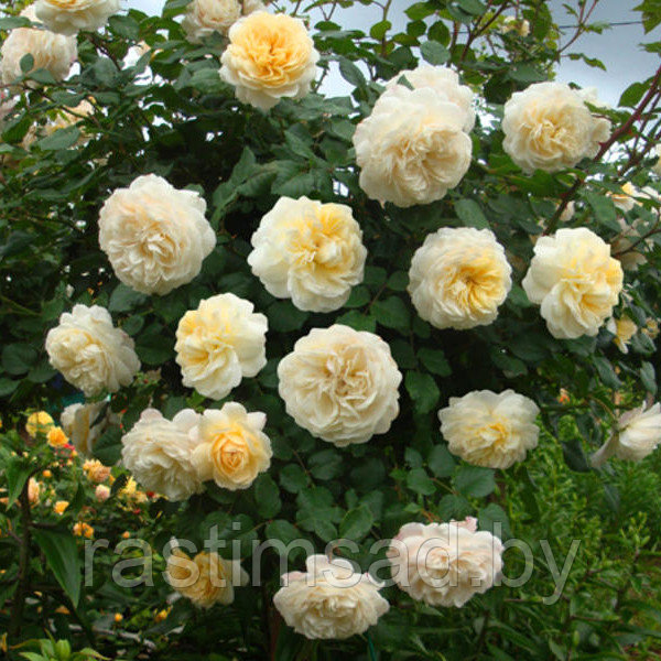 Роза штамбовая Крокус Роуз (Сrocus Rose) - фото 1 - id-p199240970