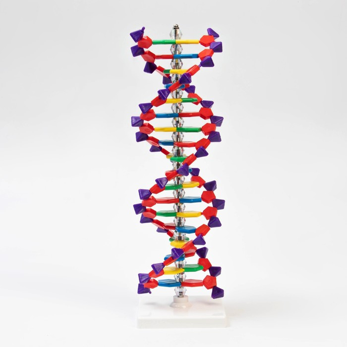 Макет "Строение молекулы ДНК", 45см - фото 1 - id-p199298306