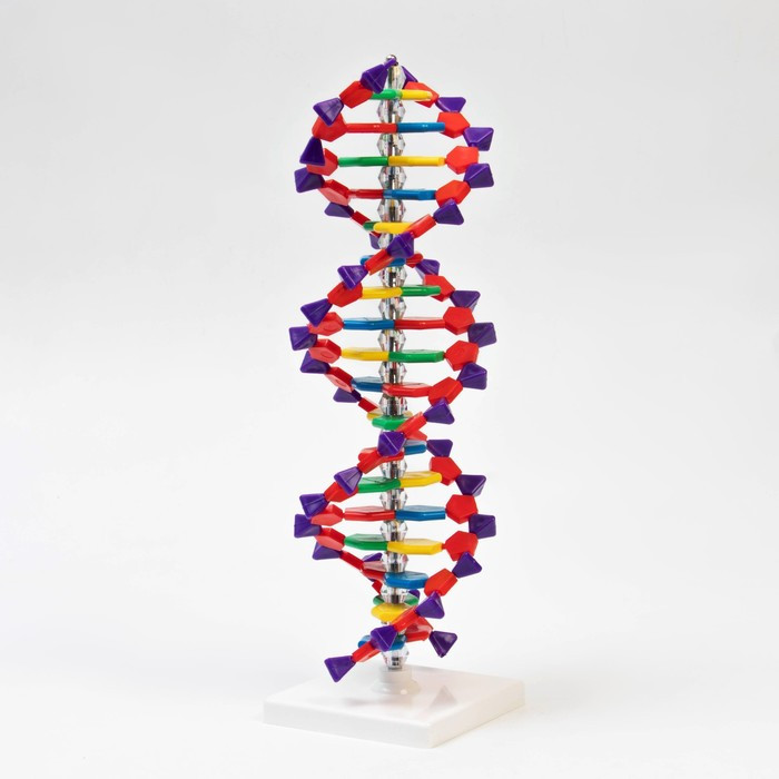 Макет "Строение молекулы ДНК", 45см - фото 2 - id-p199298306