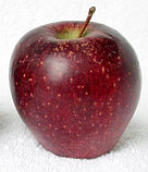 Яблоня сорт Ред принц, фото 2