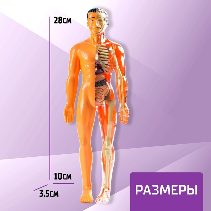 Набор для опытов «Строение тела», анатомия человека - фото 2 - id-p199331015
