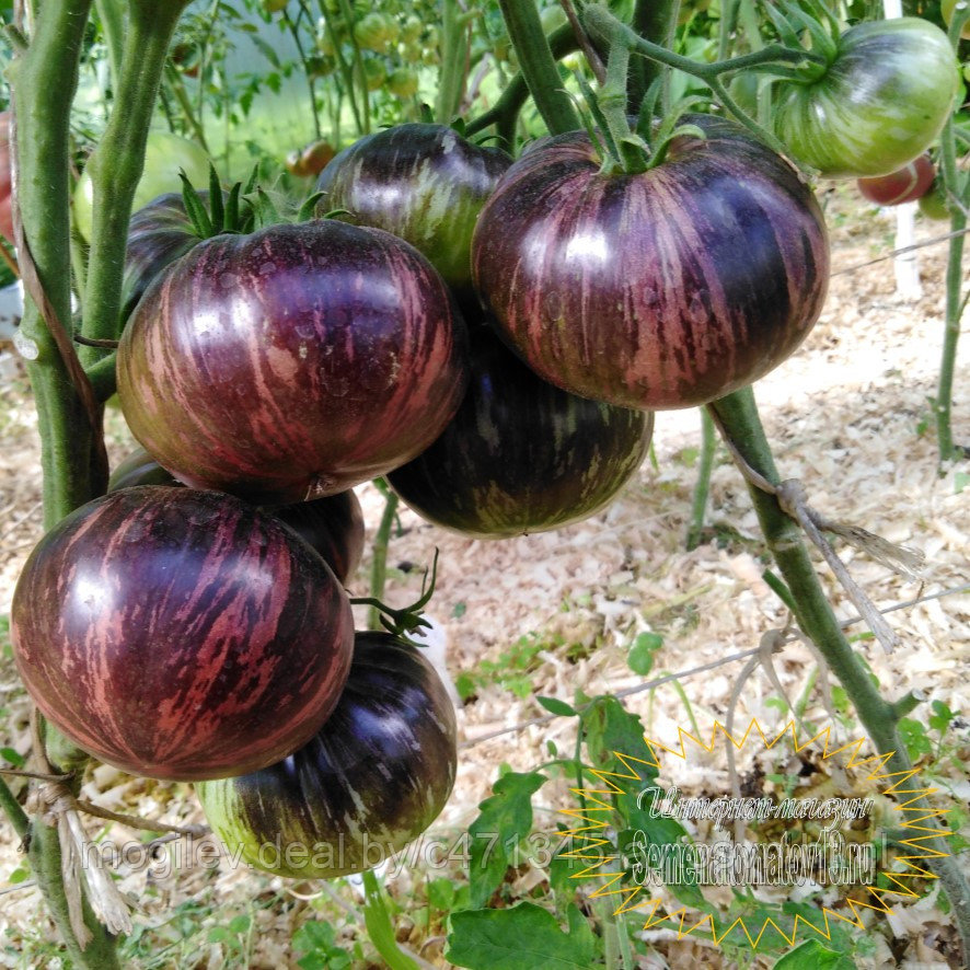 Бифштекс марши marsha s starfighter beefsteak томат. Сорт томата бифштекс марши. Томат бифштекс сибирский сад. Сорт томата бифштекс марши отзывы. Томат звездный истребитель бифштекс.