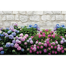 Фотобаннер, 250 × 150 см, с фотопечатью, люверсы шаг 1 м, «Цветы»