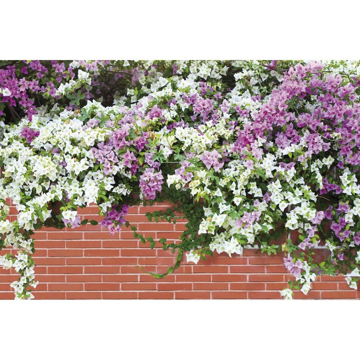 Фотобаннер, 300 × 160 см, с фотопечатью, люверсы шаг 1 м, «Весенние цветы» - фото 1 - id-p199441252