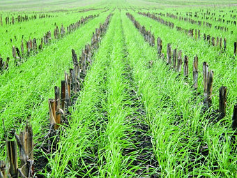 Знакомство с уникальной технологией посева NO-TILL.