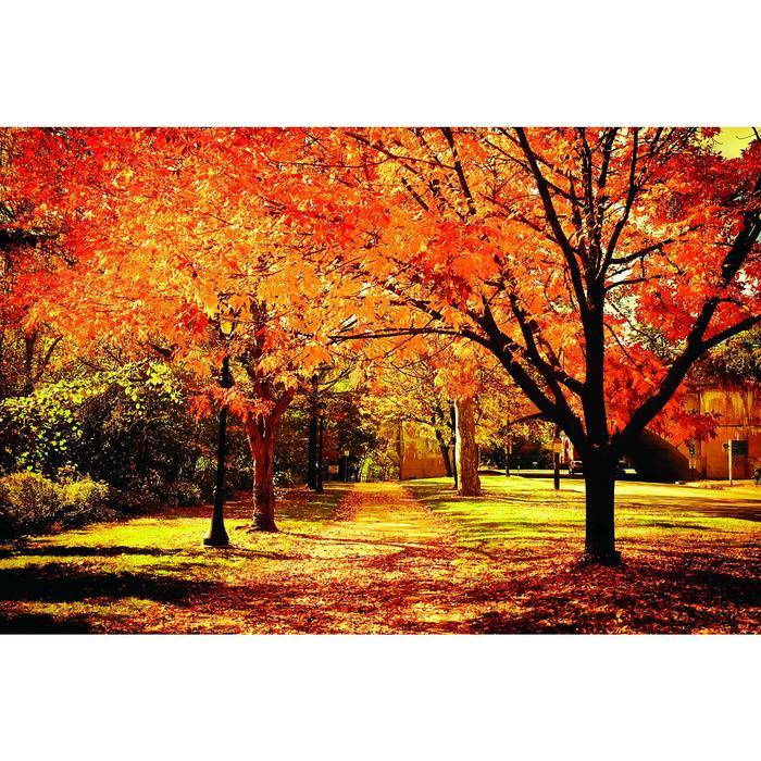 Фотобаннер, 300 × 200 см, с фотопечатью, люверсы шаг 1 м, «Осенняя аллея» - фото 1 - id-p199441514
