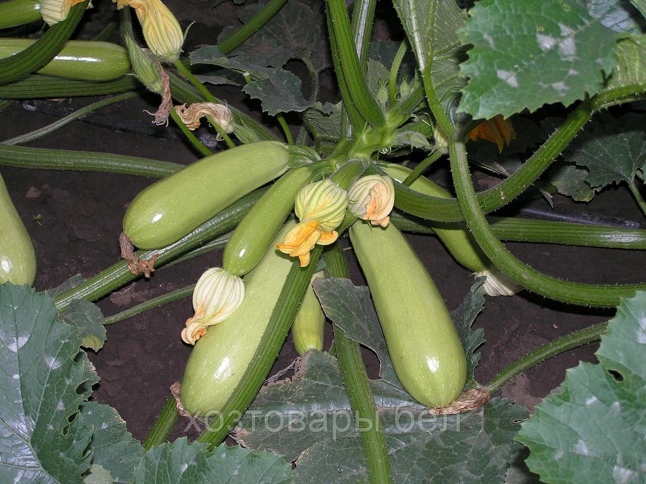 Семена кабачка "Искандер" F1 10шт. Seminis Нидерланды - фото 2 - id-p174755559