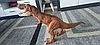 Фигурка Mattel Jurassic World  тиранозавр Рекс GNH35, фото 5