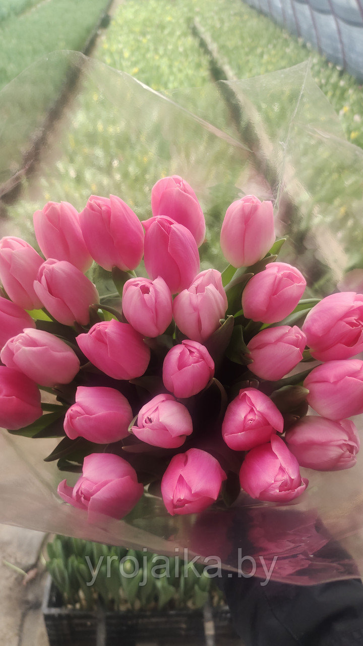 Букет тюльпанов из 25 штук. - фото 1 - id-p199883753