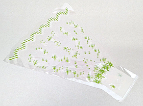 Пакеты цветочные рюмка  "Мелодия"   30 см.* 40 см. 100 шт. зелёный