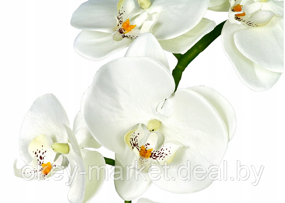 Цветочная композиция из орхидей в горшке B013, фото 3