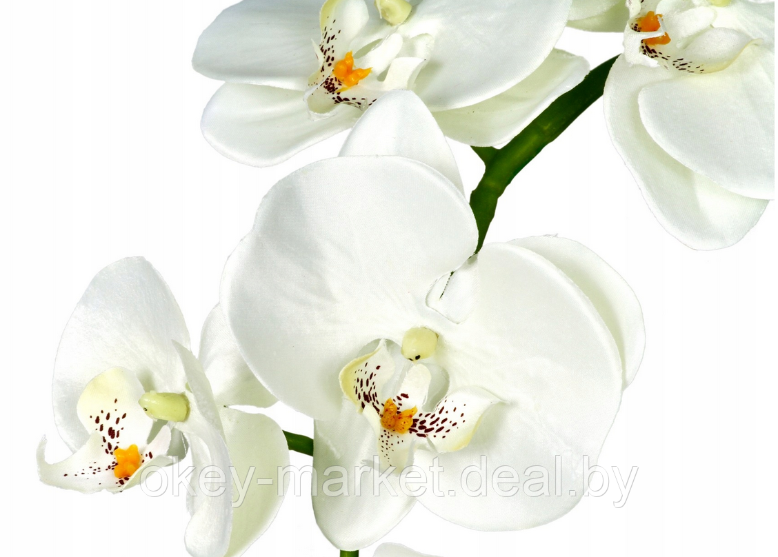 Цветочная композиция из орхидей в горшке B012 - фото 3 - id-p63037006