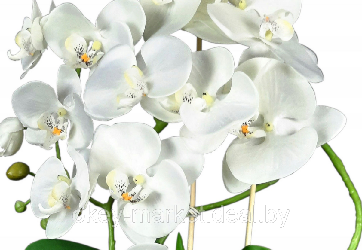 Цветочная композиция из орхидей в горшке B005 - фото 3 - id-p71910389