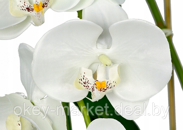 Цветочная композиция из орхидей в горшке B063, фото 3