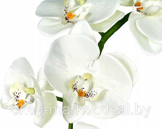 Цветочная композиция из орхидей в горшке B033, фото 2