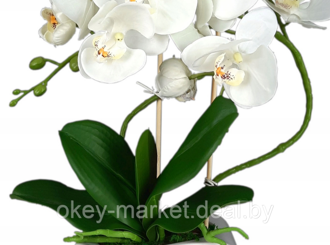 Цветочная композиция из орхидей в горшке B033 - фото 3 - id-p71910241