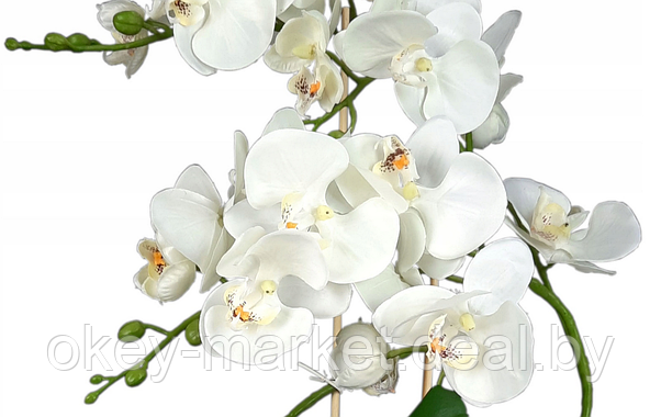 Цветочная композиция из орхидей в горшке B033, фото 3