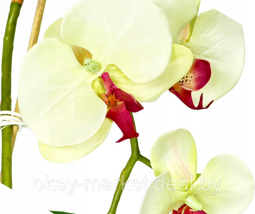 Цветочная композиция из орхидей в горшке K051 - фото 5 - id-p145777249