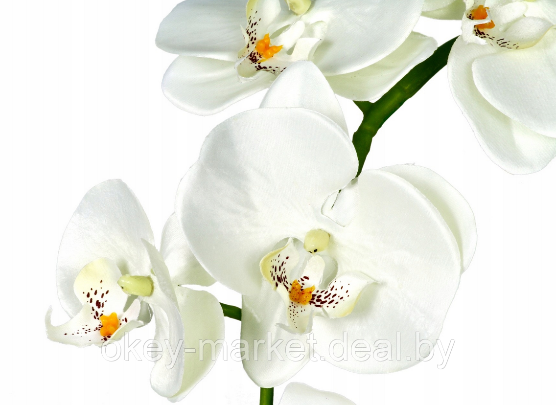 Цветочная композиция из орхидей в горшке B044 - фото 2 - id-p109455184