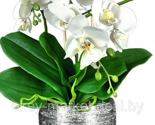 Цветочная композиция из орхидей в горшке B044, фото 2