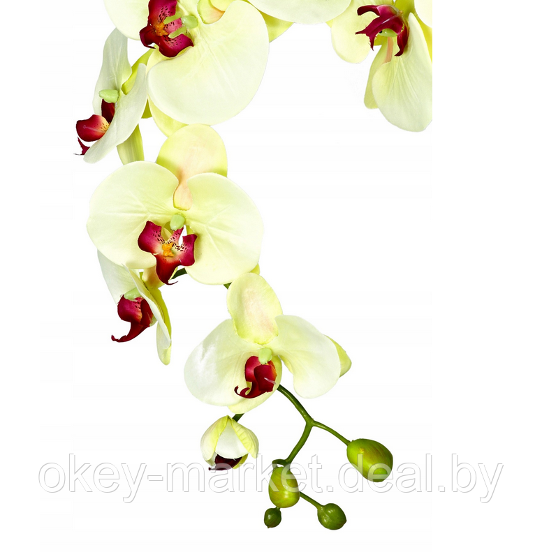 Цветочная композиция из орхидей в горшке K005 - фото 2 - id-p145778468
