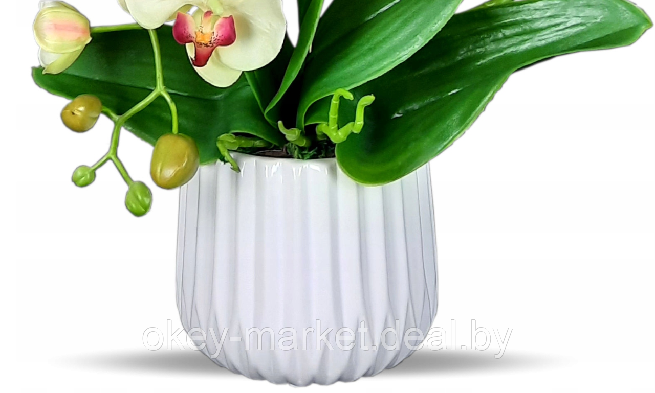 Цветочная композиция из орхидей в горшке K005 - фото 6 - id-p145778468
