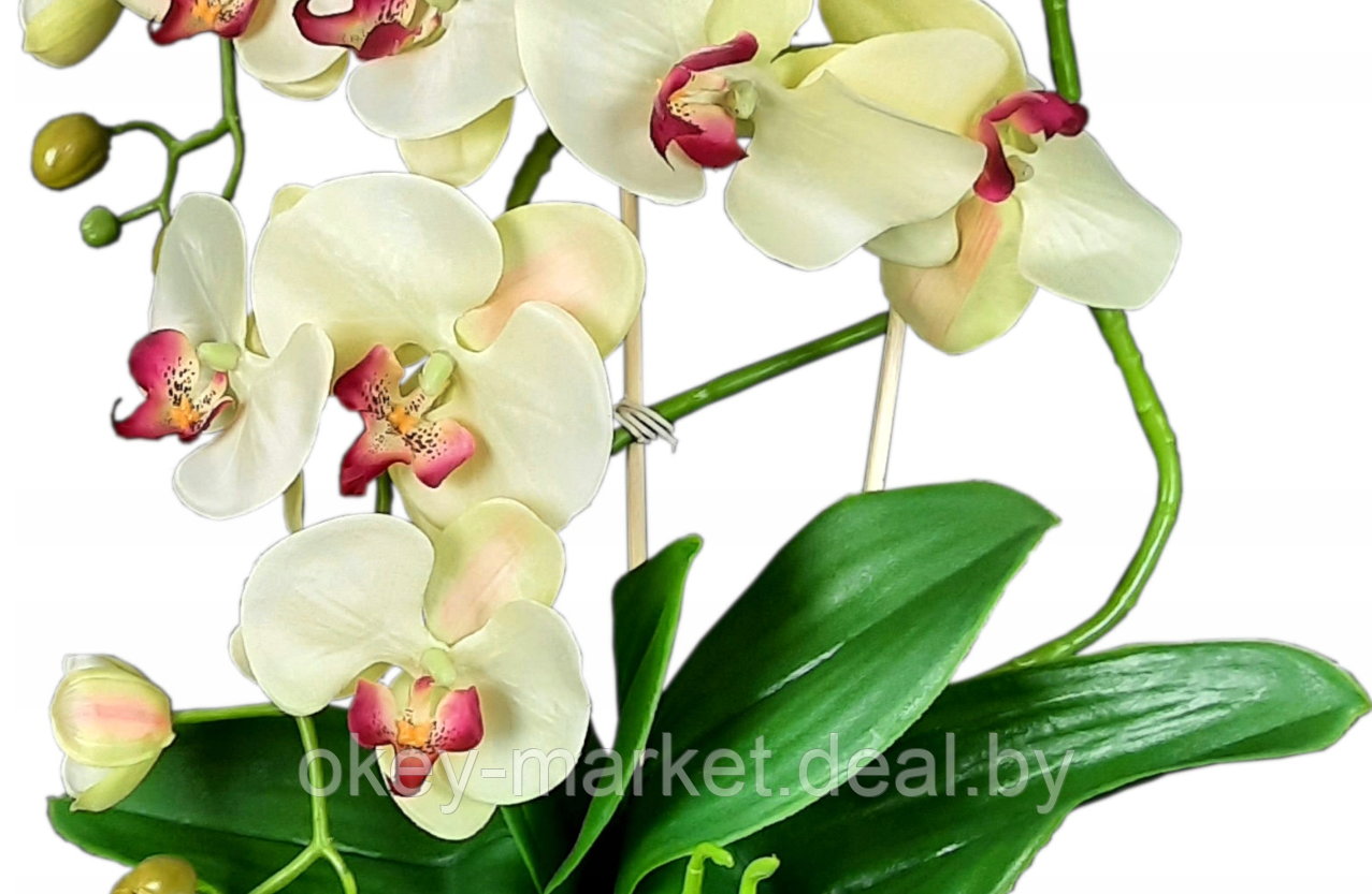 Цветочная композиция из орхидей в горшке K005 - фото 5 - id-p145778468