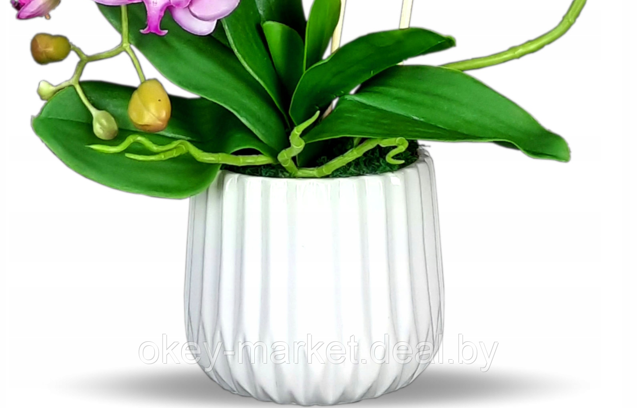 Цветочная композиция из орхидей в горшке F005 - фото 2 - id-p71910234