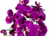 Цветочная композиция из орхидей в горшке F005, фото 2