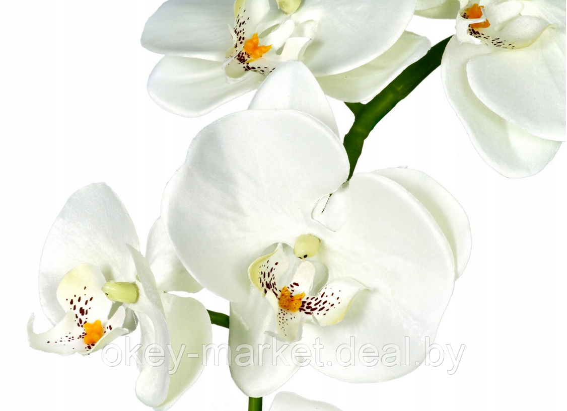Цветочная композиция из орхидей в горшке B035 - фото 3 - id-p71910422