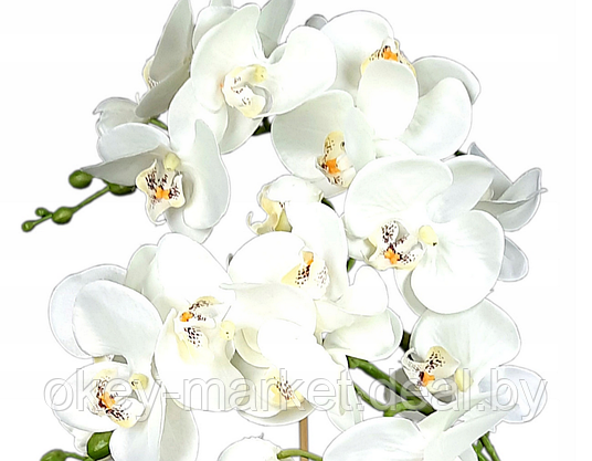 Цветочная композиция из орхидей в горшке B011, фото 3