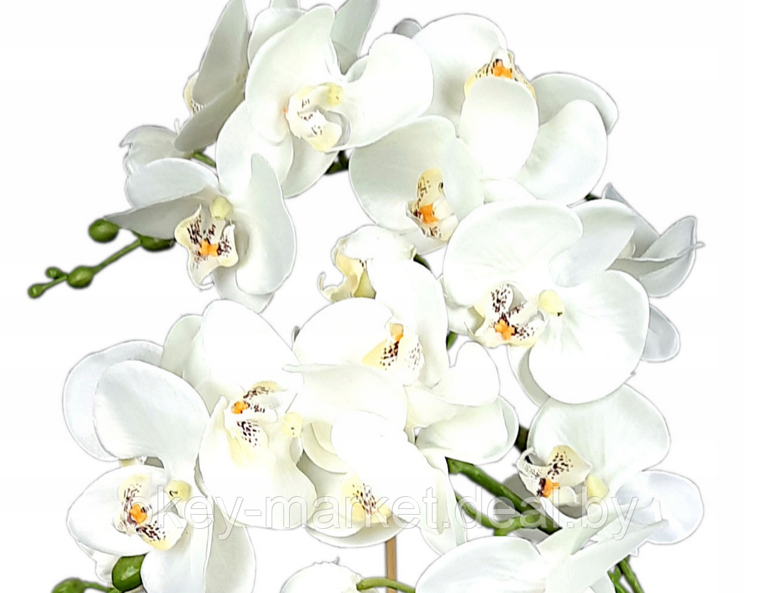 Цветочная композиция из орхидей в горшке B011 - фото 3 - id-p109455549