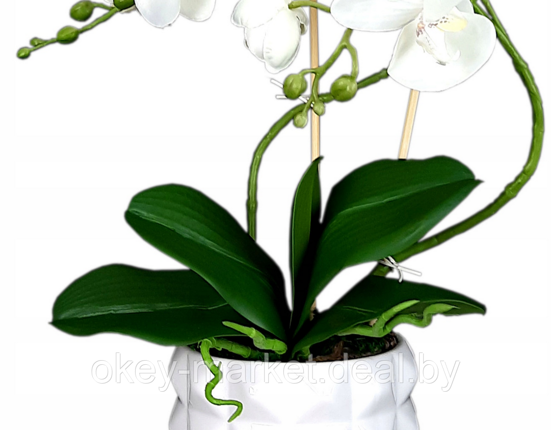 Цветочная композиция из орхидей в горшке B011 - фото 5 - id-p109455549