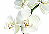 Цветочная композиция из орхидей в горшке B012, фото 2