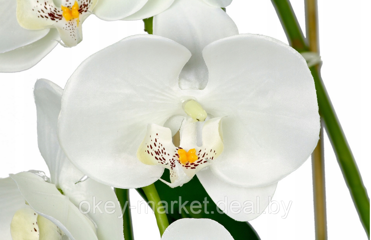 Цветочная композиция из орхидей в горшке B024 - фото 6 - id-p200173295