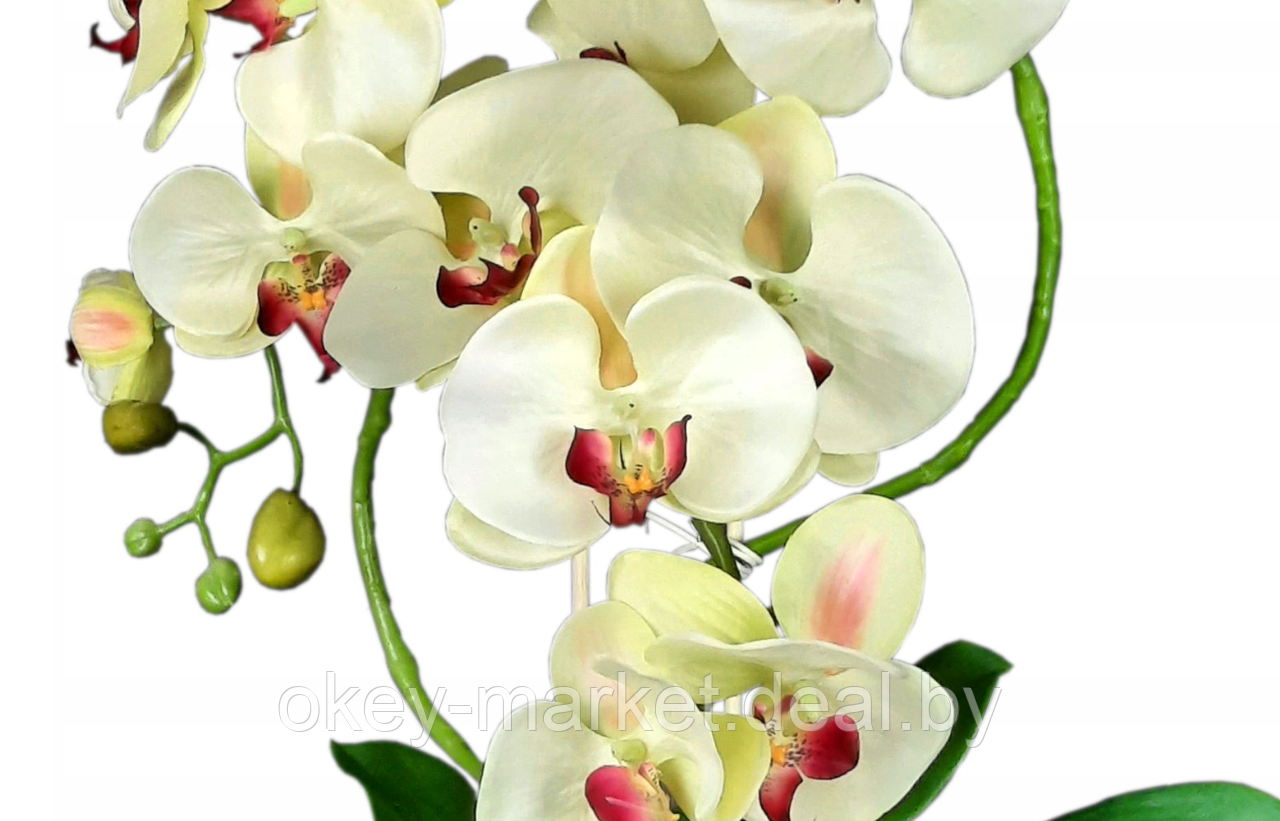 Цветочная композиция из орхидей в горшке K023 - фото 6 - id-p200174178